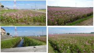 ●20141025安城のコスモス畑と西鹿乗川 (3)