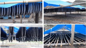 ★20141212熊野七里御浜とサンマ丸干し (4)