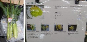 ★ベビーコーン　購入商品JAあいち豊田グリーンセンター松平20150604 (5)