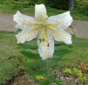 憩い・にぎわい広場20150704 (11)