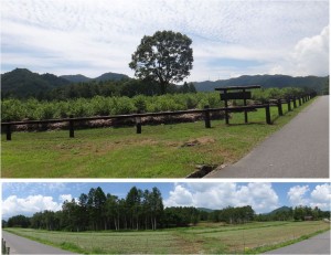 ◆ブルーベリー園とコナラ　木曽馬の里20150808 (87)