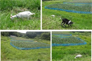 ◆とうもろこし畑とヤギ　ファーマーズマーケット彩菜館20150808 (37)