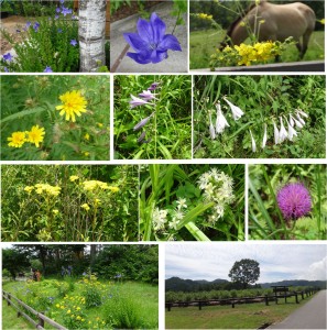 ●●●●花と植物　木曽馬の里20150808
