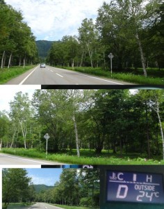 ●白樺林　開田高原20150808 (5)