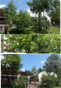 ■開田高原アイスクリーム工房20150808 (1)