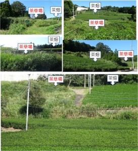 ●-1　20150912茶草場 (6)