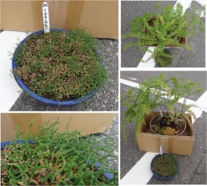 ★購入商品　山野草　ハリガネカズラとクジャクシダ20150901およりてふぁーむ農産物直売所JAみどりの広場 (30)