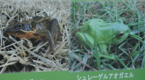 ◆棚田　アカガエル20150912千框せんがまち (3)