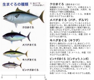 まぐろの比較