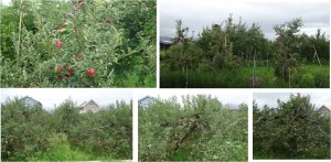 ◇20150901飯田市のリンゴ (1)
