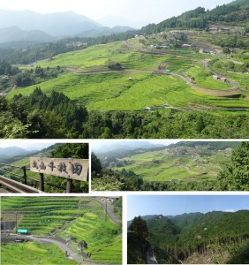 ●20130814丸山千枚田 (1)