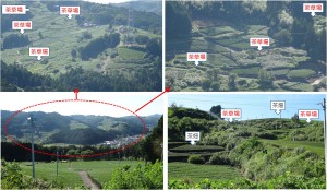 ●-2　20150912茶草場 (6)