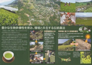 パンフ　世界農業遺産　菊川茶-2