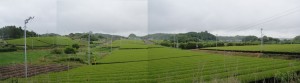 ★遠景茶畑20120609高天神城址（静岡県掛川市大東町） (36)