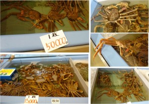 ■店内活ズワイガニ20160122大漁市場なかうら (4)