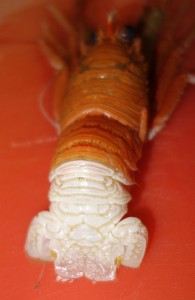 購入商品オオコシオリエビ20160319幸田憩いの農園 (10)