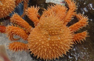 イガグリカニ売り場20160319幸田憩いの農園 (18)