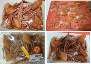 ★購入商品オオコシオリエビ20160319幸田憩いの農園 (8)
