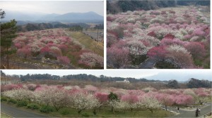 ◆梅林　全景-2　いなべ市農業公園　梅林公園20160305 (9)