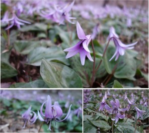 ★アップ-1　カタクリ群生地可児川下流域自然公園(岐阜県可児市)20160326 (18)