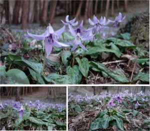 ★アップ-2　カタクリ群生地可児川下流域自然公園(岐阜県可児市)20160326 (18)