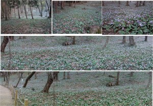 ★全景　カタクリ群生地可児川下流域自然公園(岐阜県可児市)20160326 (18)