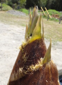 生たけのこ20160411まごころ市場(豊田市則定) (7)