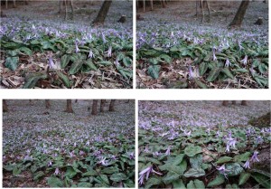 ★中景　カタクリ群生地可児川下流域自然公園(岐阜県可児市)20160326 (18)