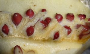 購入商品　生たけのこ　幸田憩いの農園20150409 (17)