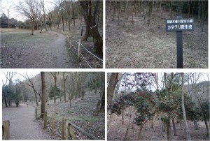■カタクリ群生地付近　可児川下流域自然公園(岐阜県可児市)20160326 (11)