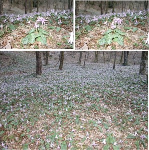 ★フラッシュ撮影　カタクリ群生地可児川下流域自然公園(岐阜県可児市)20160326 (15)