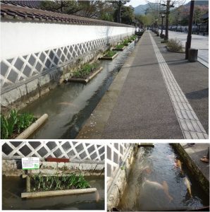 ◆なまこ塀と鯉　津和野・殿町通り20160409 (7)