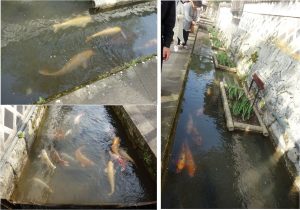 ◆鯉　津和野・殿町通り20160409 (7)