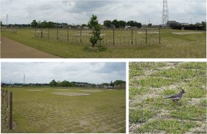 ■さいくう平安の杜20160503 (8)