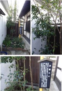 ◇沙羅の木　津和野　沙羅の木松韻亭20160409 (34)