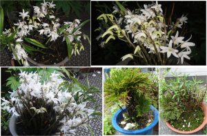 ★セッコク　熊野