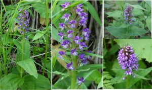 ★花　ノビネチドリ20160603久種湖周辺 (35)