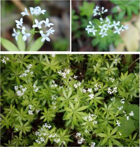 ★花　クルマバソウ20160603久種湖の丘の上の風景 (34)