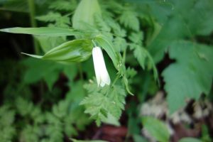 ★　花　ホウチャクソウ20160603久種湖周辺 (36)