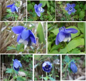 ★花　ミヤマオダマキ　20160603久種湖の丘の上の風景 (42)