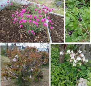 ●庭の植物　　20160602コリンシアﾝホテル (4)