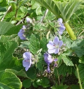 ★チシマフウロ　スコトン岬20160603 (25)