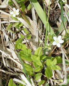 ★植物　桃台・猫台20160602 (40)