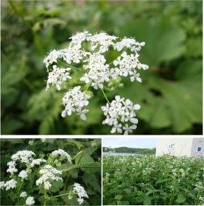 ★シャク　20160603キャンプ場周辺 (2)