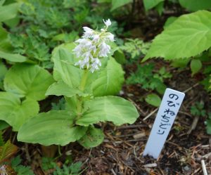 ★ノビネチドリ　白花植物　姫沼20160602 (5)