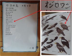 ◆本日の鳥　大沼野鳥観察20160604 (13)