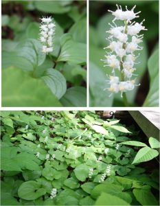 ★マイズルソウ植物　姫沼20160602 (11)