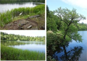 □風景　姫沼20160602 (43)