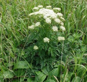 ★花　オオカサモチ　20160603澄海岬(スカイ) (54)