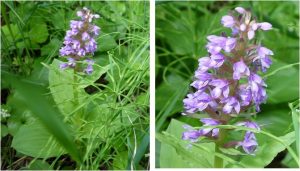 ★ノビネチドリ　植物　姫沼20160602 (39)-2